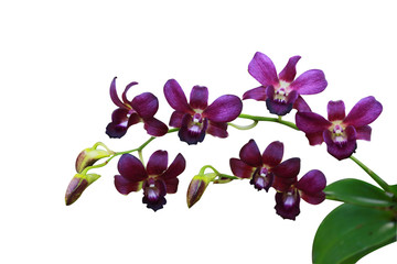 Beautiful violet orchid isolated on white background with clipping path