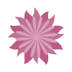 Fototapeta na wymiar flower icon over white background colorful design vector illustration