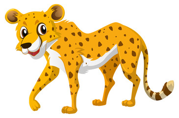 Cute cheetah on white background