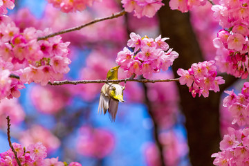 The Japanese White-eye and cherry blossoms. Located in Tokyo Prefecture Japan.