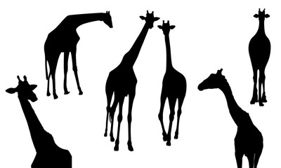 Set of giraffe silhouette. Wild animal, vector illustration isolate on white background.