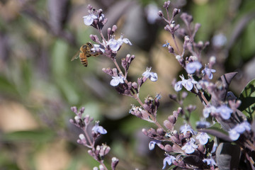 Bee