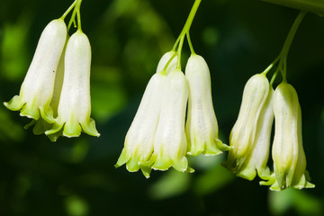 Obraz premium Flowers on blooming polygonatum odoratum, angular Solomon's seal, close-up, selective focus, shallow DOF