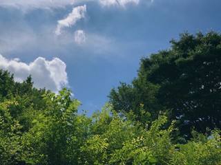 初夏の林縁と青空