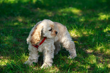 puppy American Cocker Spaniel