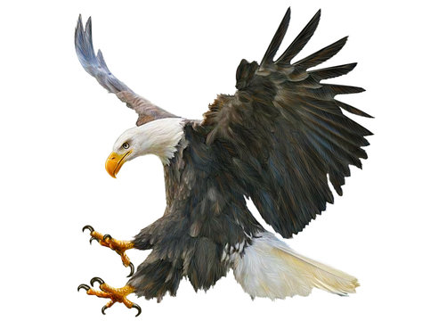 Bald eagle swoop attack hand draw and paint on white background illustration.