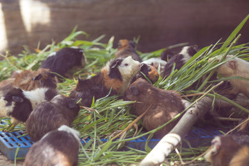 The guinea pigs are eating grass.