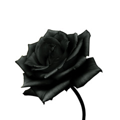 Obraz premium Czarna róża na białym tle.