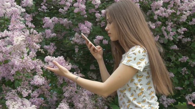 A beautiful girl is taking pictures of a lilac bush. Enjoys beautiful flowers.