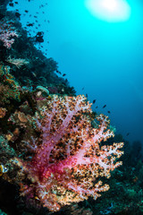 Naklejka na ściany i meble Soft Coral Reef