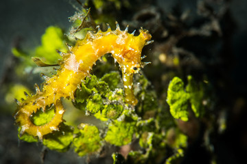 Yellow Sea Horse