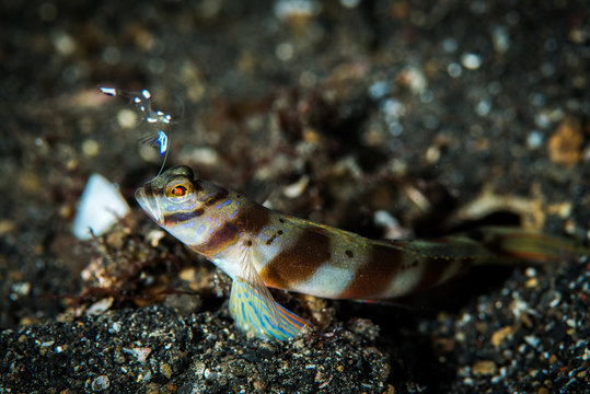 Shrimp Goby and Friend