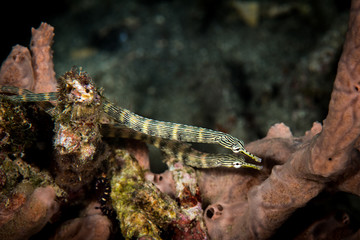 Network Pipefish
