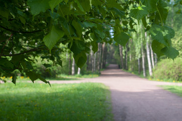 Road leaving into the distance in a vignette of a tree crown. Long way. Way to success. Stroll. Long journey