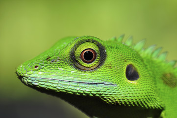 green lizard