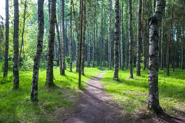 Young, green birch trees in spring forest, the rays of the rising sun. Spring, summer background