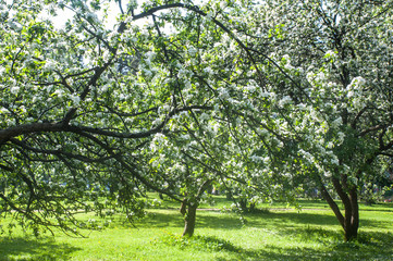 Fototapeta na wymiar Blooming apple tree. tree