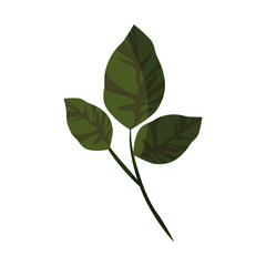 Leaves ecolgoy symbol icon vector illustration graphic design