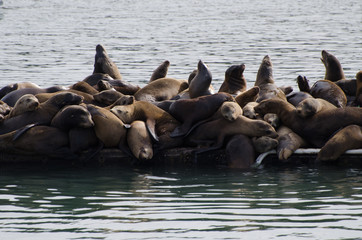 Sea lions on dock