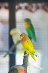 Lovebird parrots sitting on a tree branch