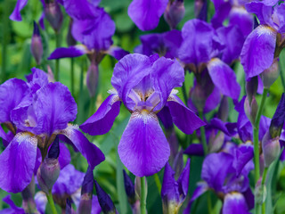 Iris Germanica, purple flowers and bud on stem at flowerbed closeup, selective focus, shalow DOF