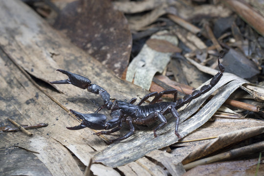 Scorpion on the ground floor in Thailand and Southeast Asia.