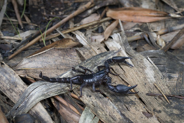 Scorpion on the ground floor in Thailand and Southeast Asia.