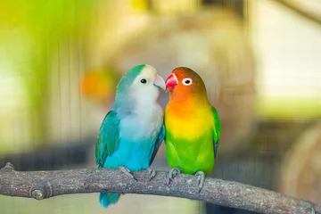 Abwaschbare Fototapete Papagei Lovebird-Kuss