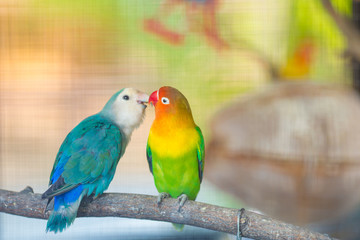Plakat Blue and green Lovebird parrots sitting together on a tree branch.
