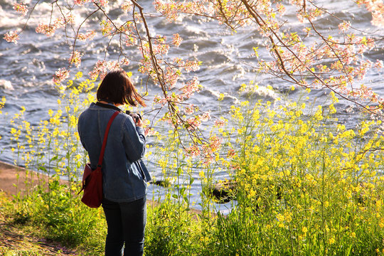 Traveler woman she is travel taking a photo amidst the beautiful scenery of sakura cherry blossom tree at Uruigawa river in Japan. Travel and natural Concept
