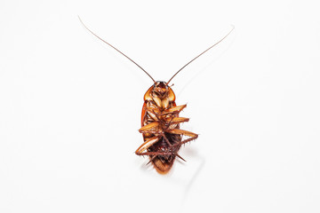 Cockroach brown background and white

