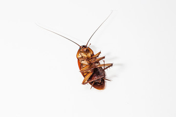 Cockroach brown background and white

