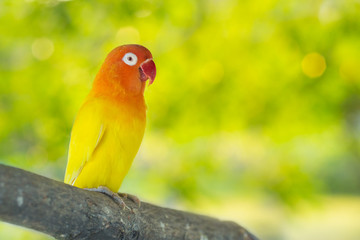 Fototapeta premium Lovebird parrots sitting on a tree branch