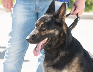 Dog of the sheepdog breed