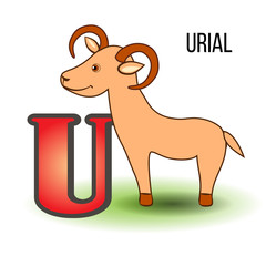 Cute Zoo alphabet U with cartoon urial, kid ram wild animal vector funny illustration isolated on background, Education for children, preschool, ABC poster for learn to read, character design, mascot