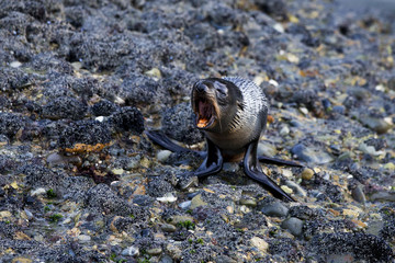 Seal at Wharariki Beach