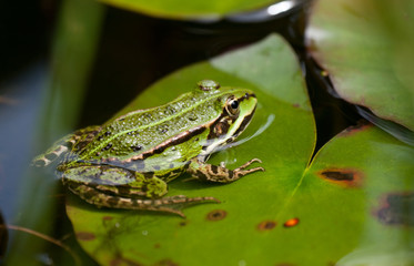 Teichfrosch