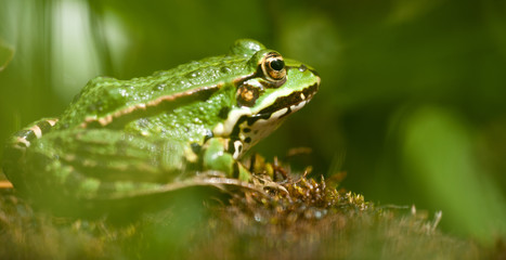 Teichfrosch