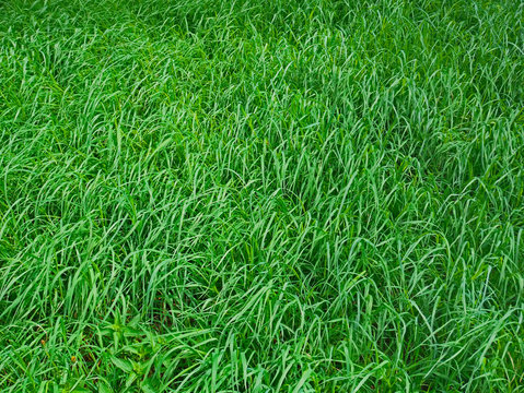 Green grass in spring