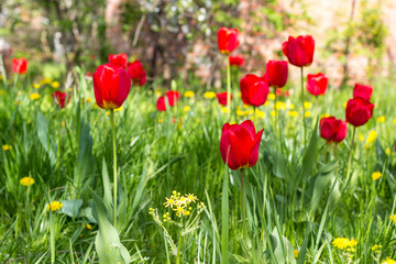 Obraz na płótnie Canvas Red beautiful tulips field in spring time