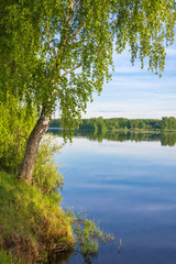 Fototapety  Smukła brzoza stojąca na brzegu rzeki.