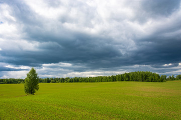 Green shoots in the large field.
