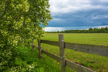 Summer landscape with a blossoming bird cherry tree and wooden fence.