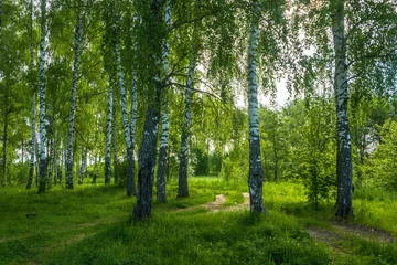 Papier Peint photo Lavable Bouleau In the birch grove on a summer day.
