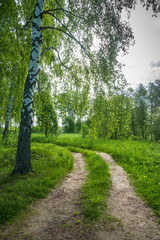Fototapeta na wymiar Forest road on the edge of a birch grove.