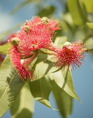 Australian native flowering gum tree