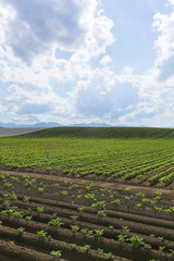 北海道　畑の風景　Field in Hokkaido