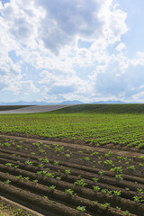 北海道　畑の風景　Field in Hokkaido