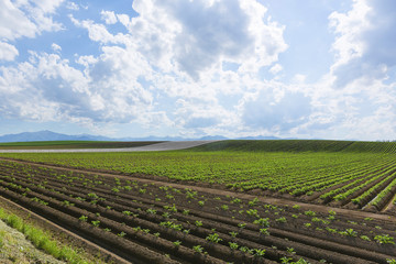 Fototapeta na wymiar 北海道　畑の風景　Field in Hokkaido
