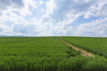 北海道　夏の麦畑　Hokkaido summer wheat field
